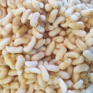 Apilarnil proaspat congelat - larve- vrac -100g